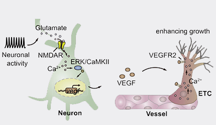 杜久林組合作揭示神經元調控大腦血管網絡發育新機制，為理解神經-血管相互作用開辟新視角